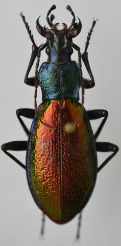Réf. 273 206 : Carabus hispanus